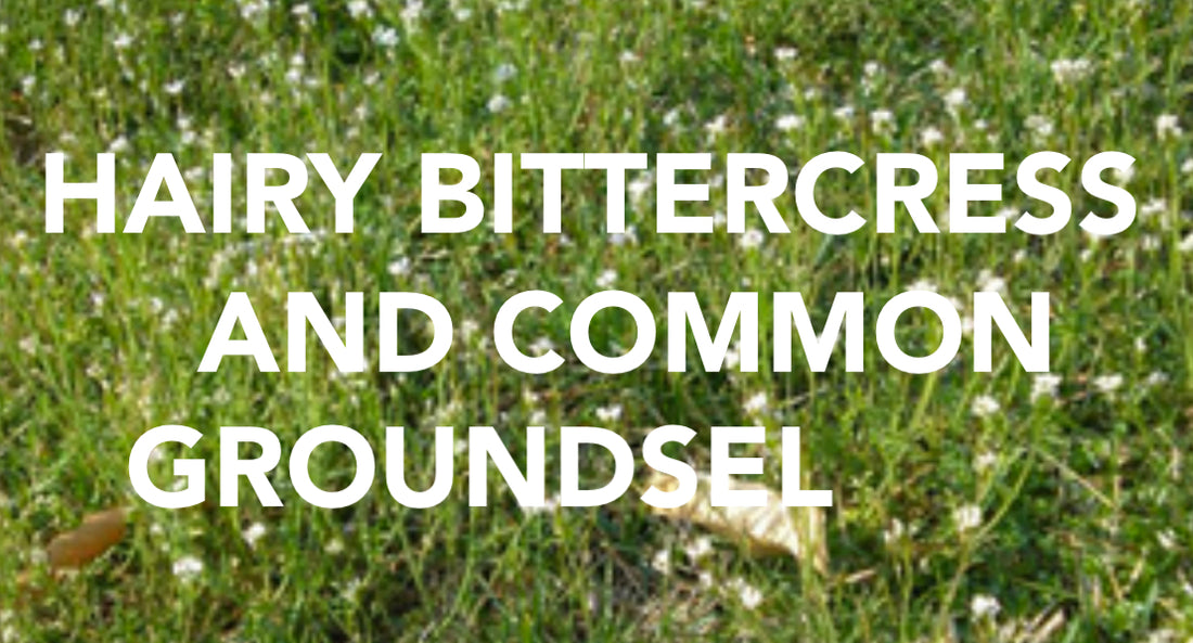 Hairy Bittercress and Common Groundsel