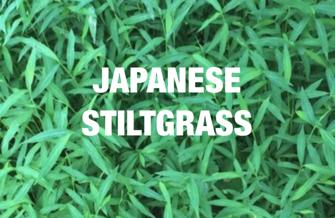 japanese stiltgrass golf courses lawns invasive weed plant