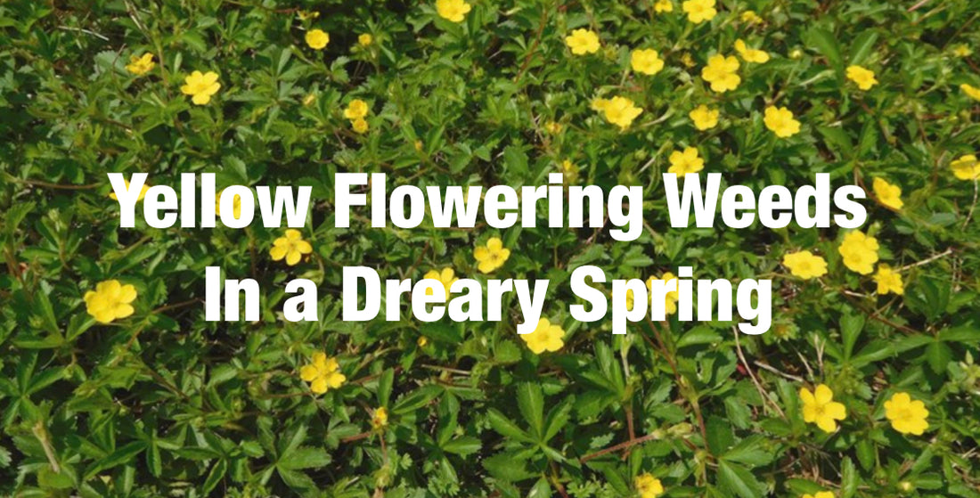 Yellow Flowering Weeds adding brightness to dreary springs blog read