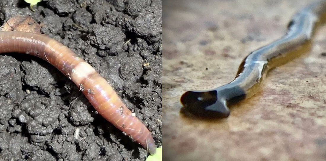 Asian Jumping Worms and Hammerhead Worms Invading Your Soil