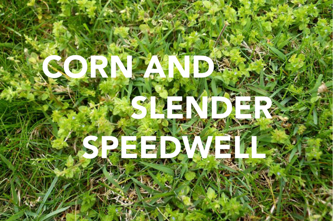 Slender and Corn Speedwell