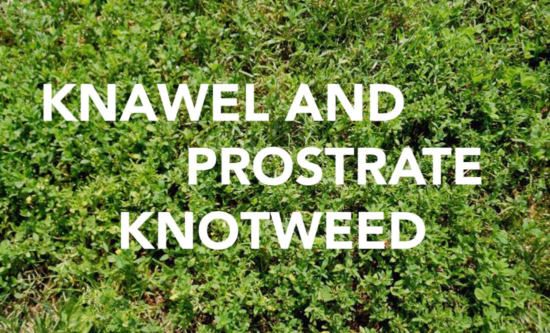 Knawel and Prostrate Knotweed